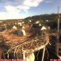 07_30-nest.jpg