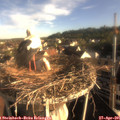 07_35-nest.jpg