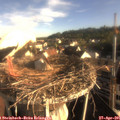 07_40-nest.jpg