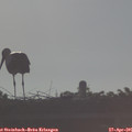 07_45-mast.jpg