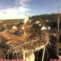 07_50-nest.jpg