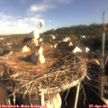 08_05-nest.jpg