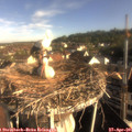 08_10-nest.jpg