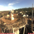 08_15-nest.jpg