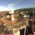 08_20-nest.jpg