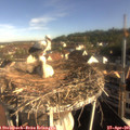 08_25-nest.jpg
