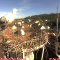 08_30-nest.jpg