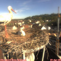08_35-nest.jpg