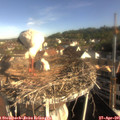 08_40-nest.jpg