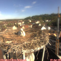 09_00-nest.jpg