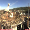 09_05-nest.jpg