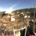 09_10-nest.jpg