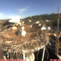 09_15-nest.jpg