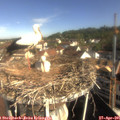 09_20-nest.jpg