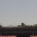 09_30-mast.jpg