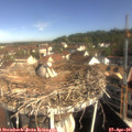 09_30-nest.jpg