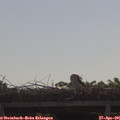 09_40-mast.jpg