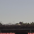 09_45-mast.jpg