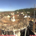 09_45-nest.jpg
