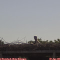09_50-mast.jpg