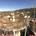 09_50-nest.jpg