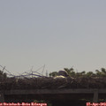 10_00-mast.jpg