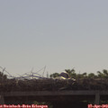10_05-mast.jpg
