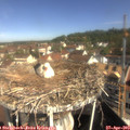 10_05-nest.jpg