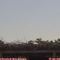 10_15-mast.jpg