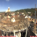 10_30-nest.jpg