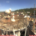 10_35-nest.jpg