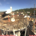 10_40-nest.jpg