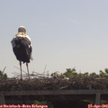 10_45-mast.jpg