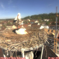 10_45-nest.jpg