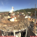 10_50-nest.jpg