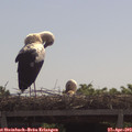 11_00-mast.jpg