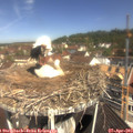 11_00-nest.jpg