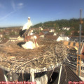 11_05-nest.jpg