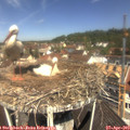 11_30-nest.jpg
