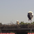 11_35-mast.jpg