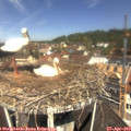11_35-nest.jpg
