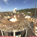 11_40-nest.jpg