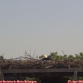 11_45-mast.jpg