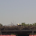 11_50-mast.jpg