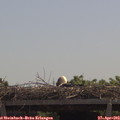 11_55-mast.jpg