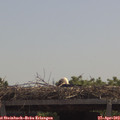 12_00-mast.jpg