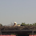 12_10-mast.jpg