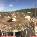 12_10-nest.jpg