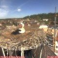12_20-nest.jpg