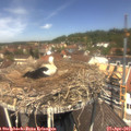 12_35-nest.jpg